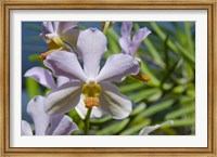 Framed Jenny's Orchid Garden 1, Darwin, Australia