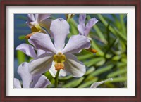 Framed Jenny's Orchid Garden 1, Darwin, Australia