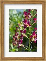 Framed Jenny's Orchid Garden 2, Darwin, Australia