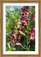 Framed Jenny's Orchid Garden 2, Darwin, Australia