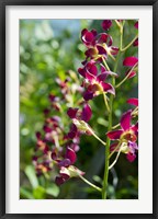 Framed Jenny's Orchid Garden 2, Darwin, Australia