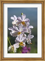 Framed Jenny's Orchid Garden 3, Darwin, Australia