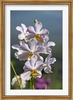 Framed Jenny's Orchid Garden 3, Darwin, Australia