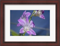 Framed Orchids With Water Droplets, Darwin, Australia