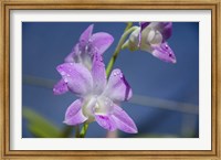 Framed Orchids With Water Droplets, Darwin, Australia