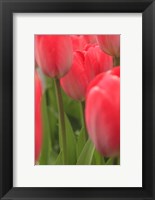 Framed Tulips In A Garden 1, Victoria, Canada