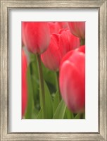 Framed Tulips In A Garden 1, Victoria, Canada