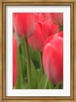Framed Tulips In A Garden 1, Victoria, Canada