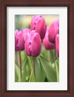 Framed Tulips In A Garden 2, Victoria, Canada