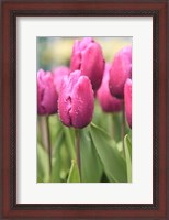 Framed Tulips In A Garden 2, Victoria, Canada