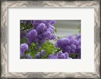 Framed Lilacs In Bloom, Salzburg, Austria