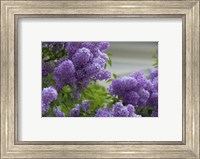 Framed Lilacs In Bloom, Salzburg, Austria