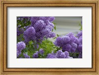 Framed Lilacs In Bloom, Salzburg, Austria