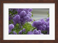 Framed Lilacs In Bloom, Salzburg, Austria