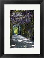 Framed Wisteria Arbor In Garden, Austria, Vienna, Schonbrunn Palace