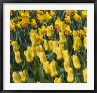 Framed Yellow Tulips