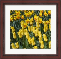 Framed Yellow Tulips