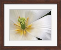 Framed Close-Up White Tulip