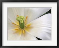 Framed Close-Up White Tulip