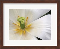 Framed Close-Up White Tulip