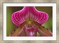 Framed Ladyslipper Orchid, Orchidaceae Spp