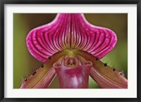 Framed Ladyslipper Orchid, Orchidaceae Spp