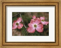 Framed Pink Dogwood Blooms