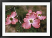 Framed Pink Dogwood Blooms