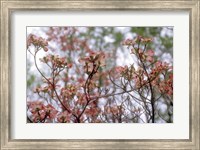 Framed Pink Dogwood
