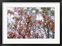 Framed Pink Dogwood