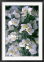 Framed Delphinium Field