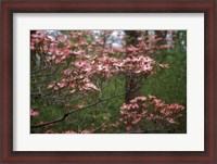 Framed Pink Dogwood Blooms