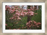 Framed Pink Dogwood Blooms