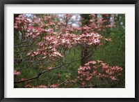 Framed Pink Dogwood Blooms