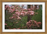 Framed Pink Dogwood Blooms