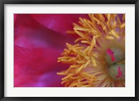 Framed Peony Abstract