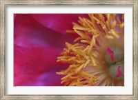 Framed Peony Abstract