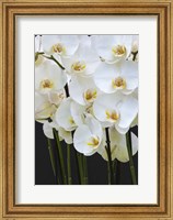 Framed White Orchid Blooms 1