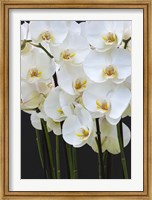Framed White Orchid Blooms 1
