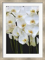 Framed White Orchid Blooms 1