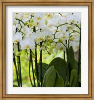 Framed White Orchid Blooms 2
