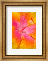 Framed Pink And Yellow Hibiscus Flower,  San Francisco, CA