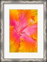 Framed Pink And Yellow Hibiscus Flower,  San Francisco, CA