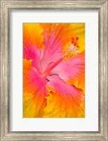 Framed Pink And Yellow Hibiscus Flower,  San Francisco, CA