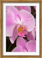 Framed Pink Orchid In The Phalaenopsis Family, San Francisco