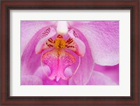 Framed Pink Orchid, San Francisco Conservatory Of Flowers