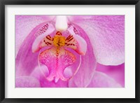 Framed Pink Orchid, San Francisco Conservatory Of Flowers