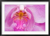 Framed Pink Orchid, San Francisco Conservatory Of Flowers