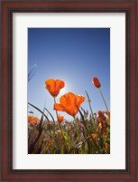 Framed Poppies With Sun And Blue Sky, Antelope Valley, CA