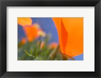 Framed Poppies Spring Bloom 1. Lancaster, CA